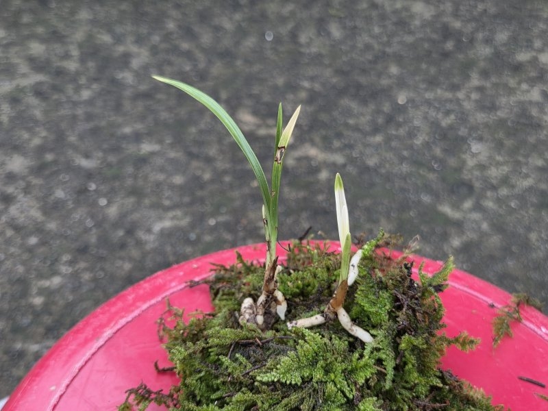 산채품 산반과서반