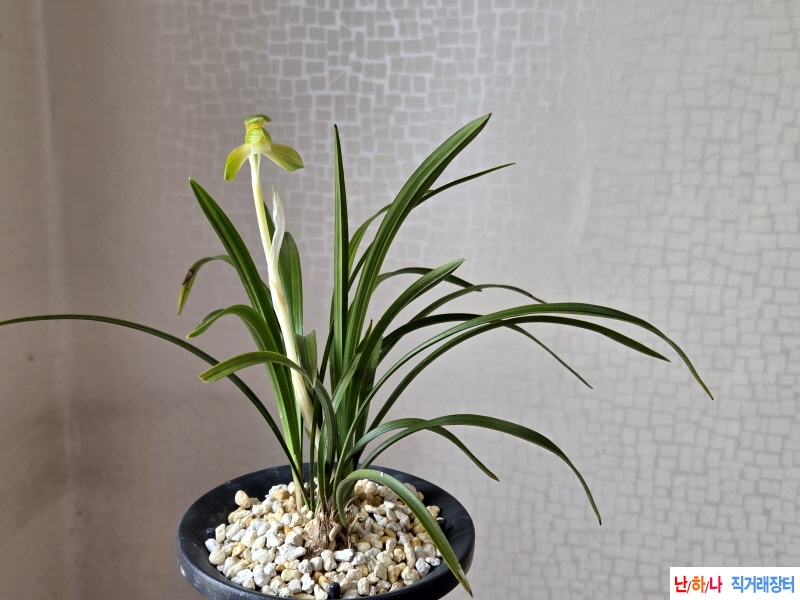 백화기대 화형좋은 소?