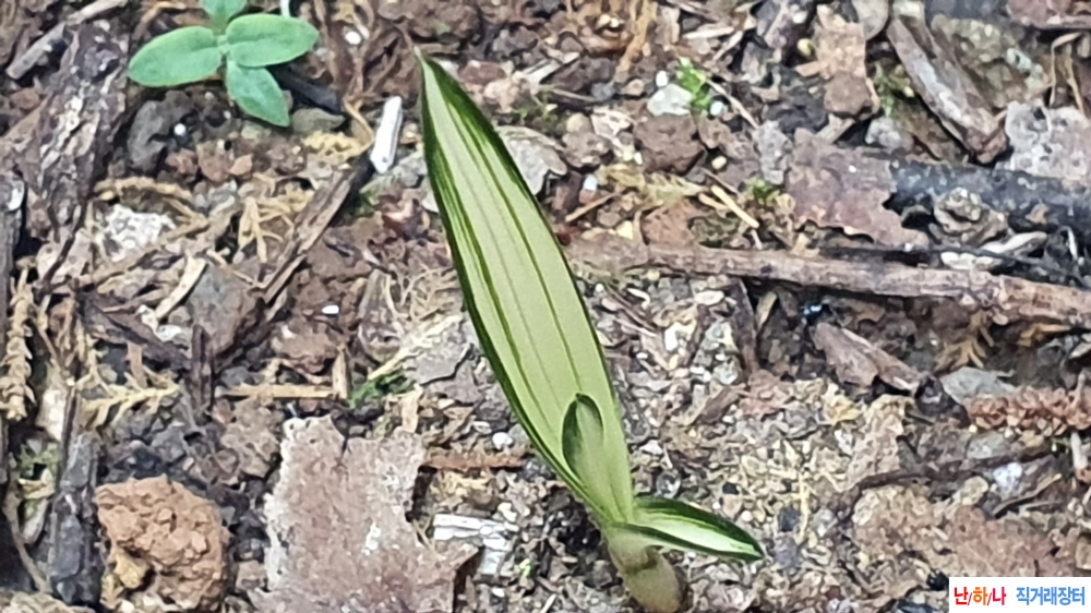 **특산채 단엽성 에이?