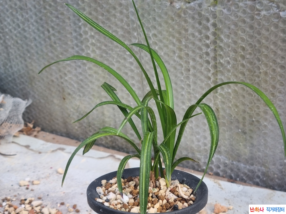 무늬좋은 광엽 산반중?