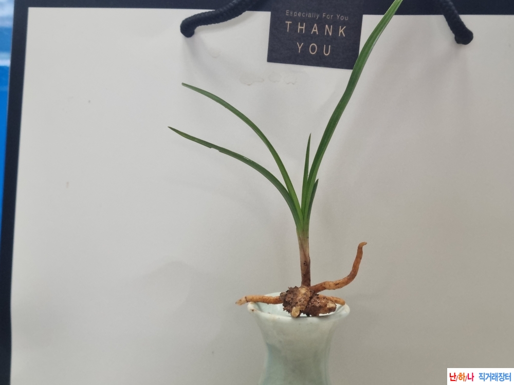 산채생강 진청 산반