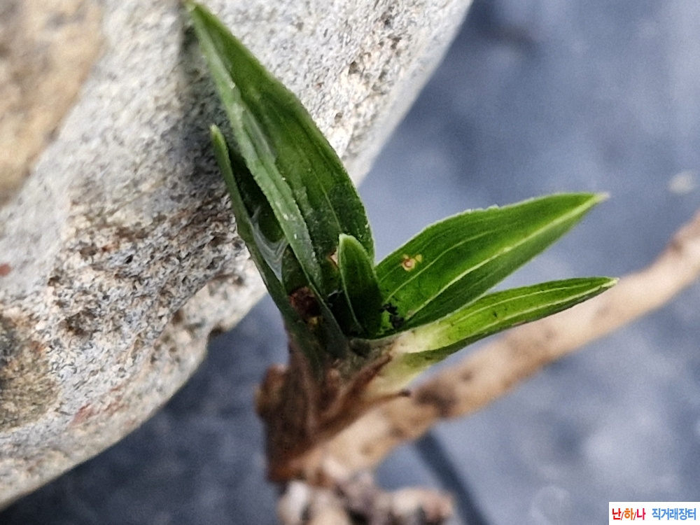 산채단엽성 입변