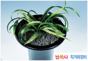전면사피1
