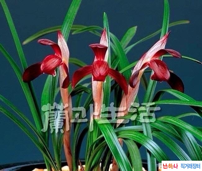 명감자화색설화
