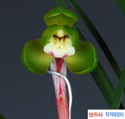 두화