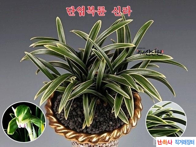 단엽복륜