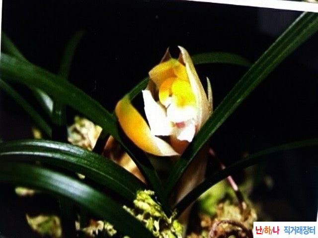 주금기화