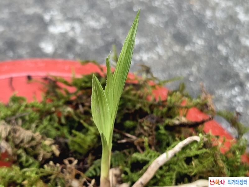 산채품 산반