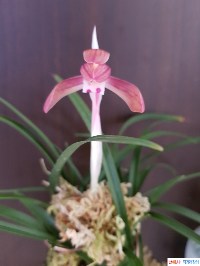 무명,,희귀종,,도홍화,,?