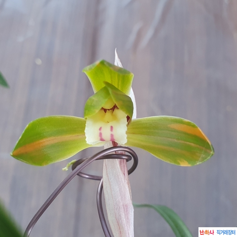 무명,,홍,,복색화