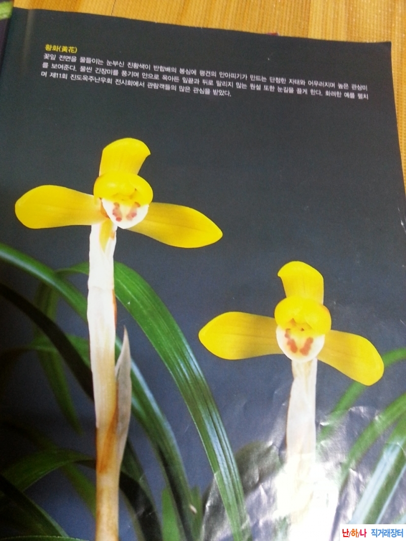 무명,,특,,진성황화