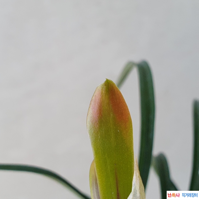 무명,,적홍,,산반,,복색?