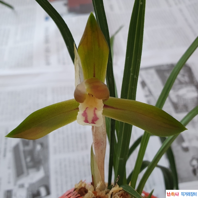 무명,,산반,,홍,,복색화?