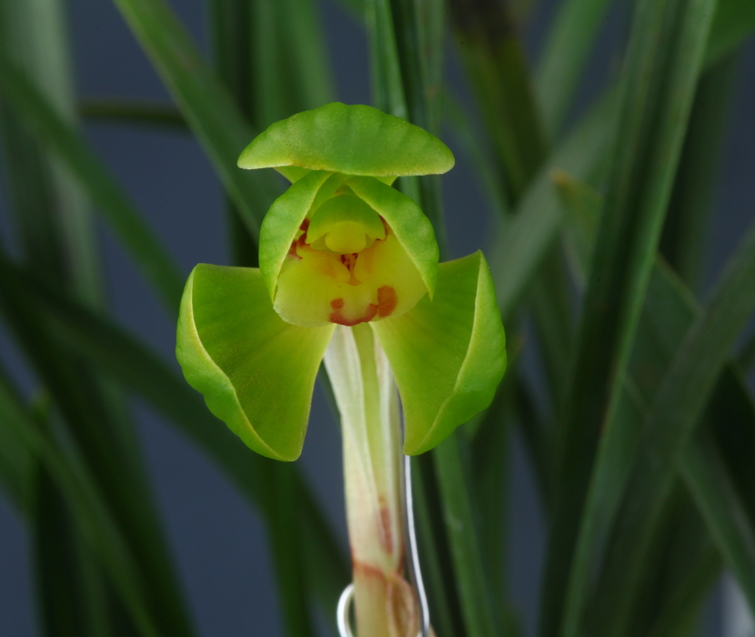 산채출발 끼황두화