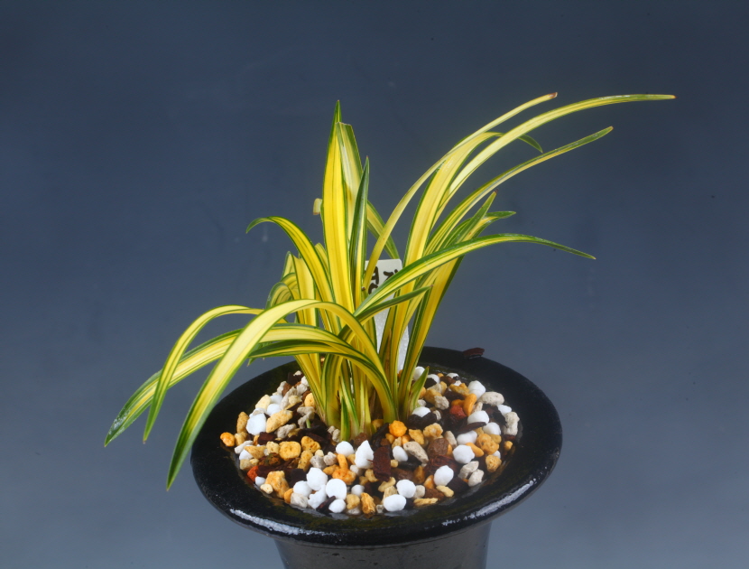 중투 영지 (가명 )