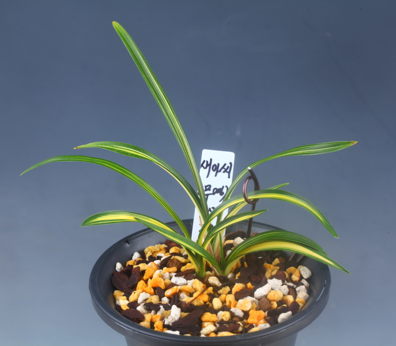 중압중투 새아씨 (가명?