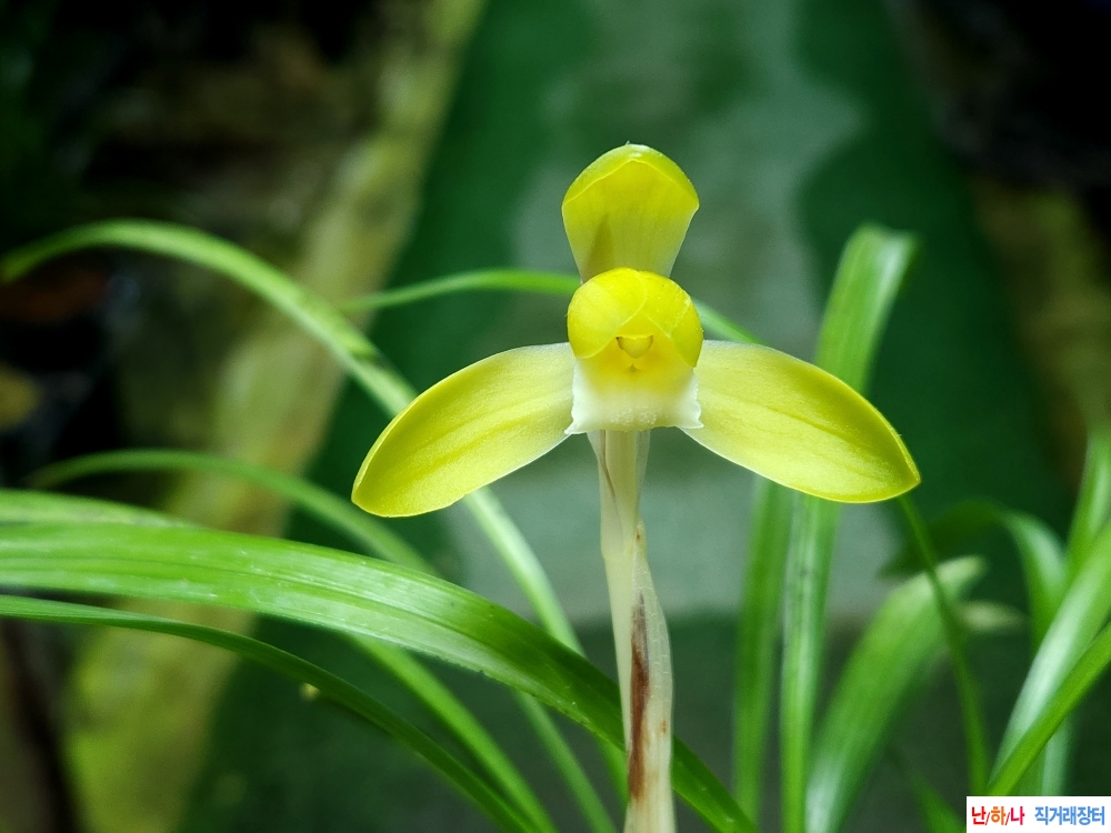 무명 황화소심(꽃1대)