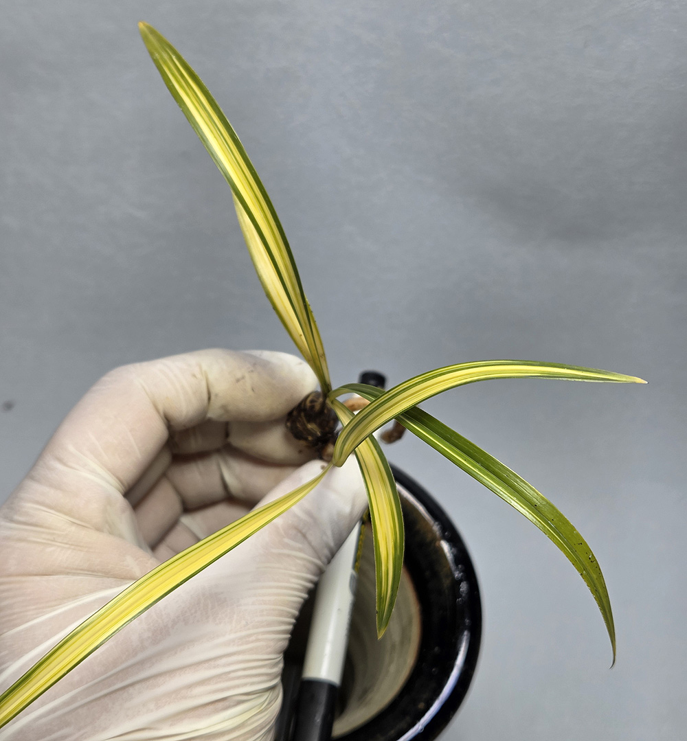 진주수 신아 받아보세?