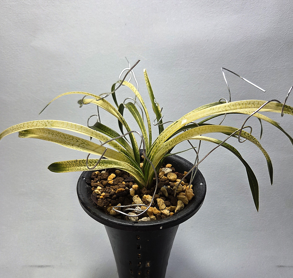 전시작 최고 사피 곤룡?