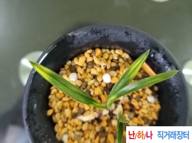 입변 호피