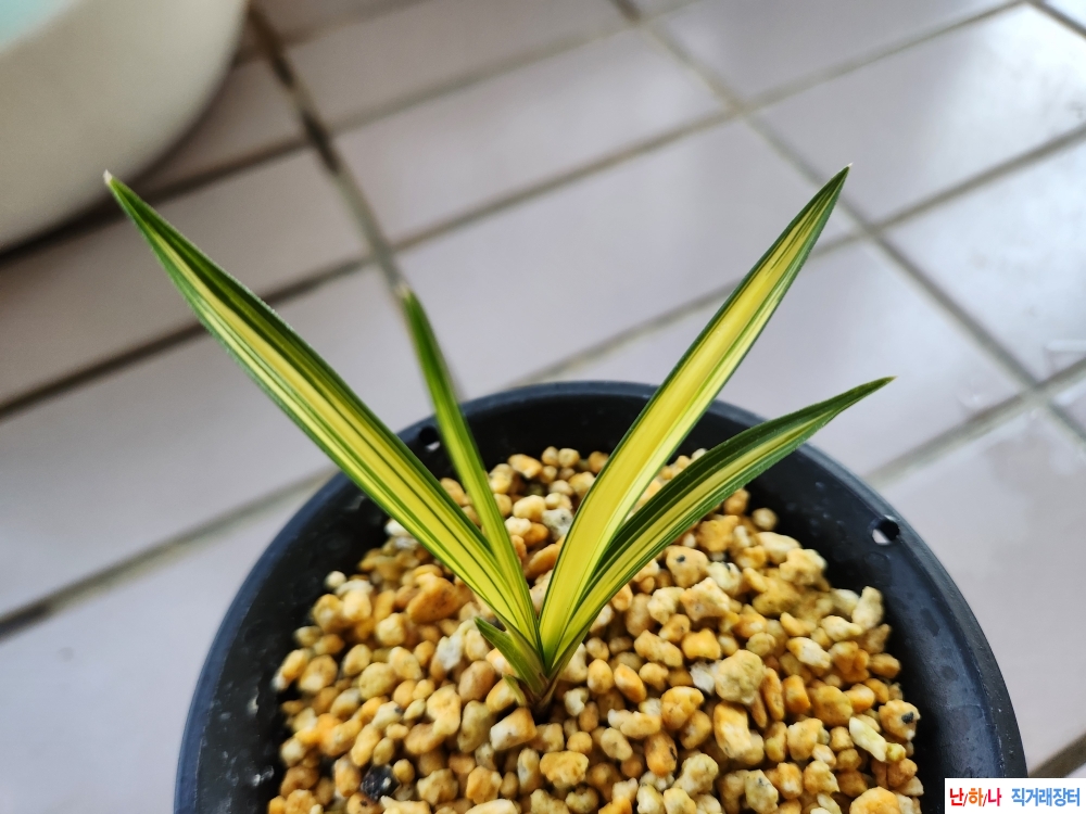 에이스무명중투