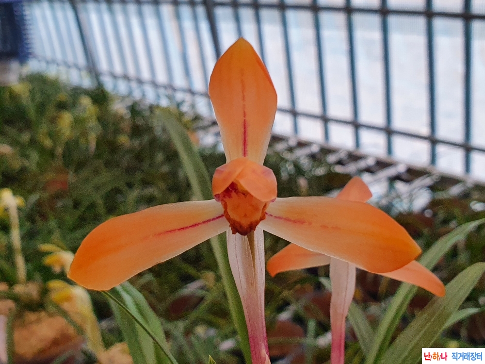 무명,,대륜,,화형,,홍화?