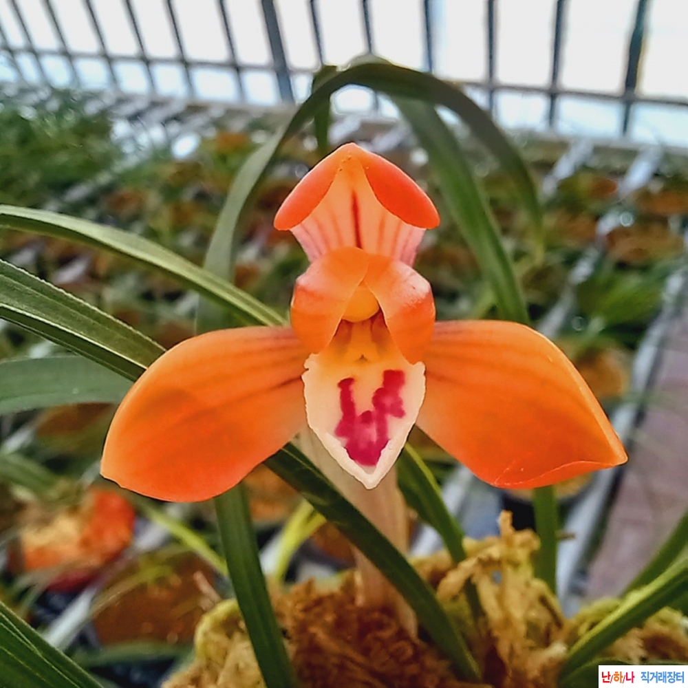 무명,,황서반,,원판,,홍?