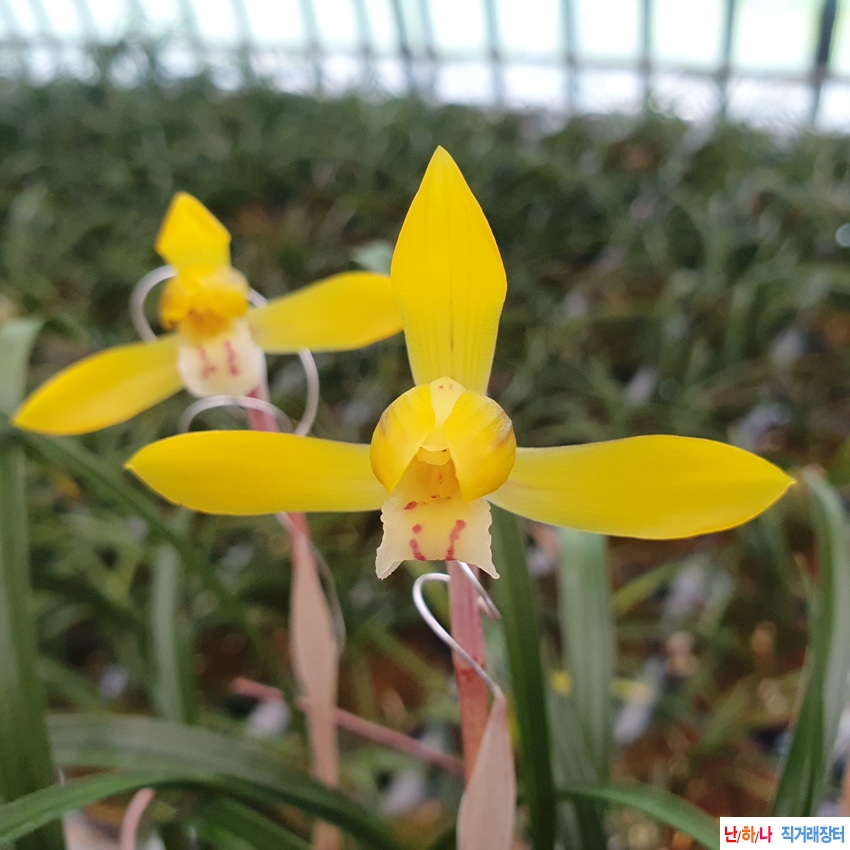 산채출발,,특색감,,진?