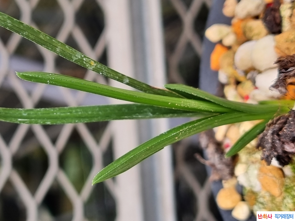 산채생강 두화변 서반?