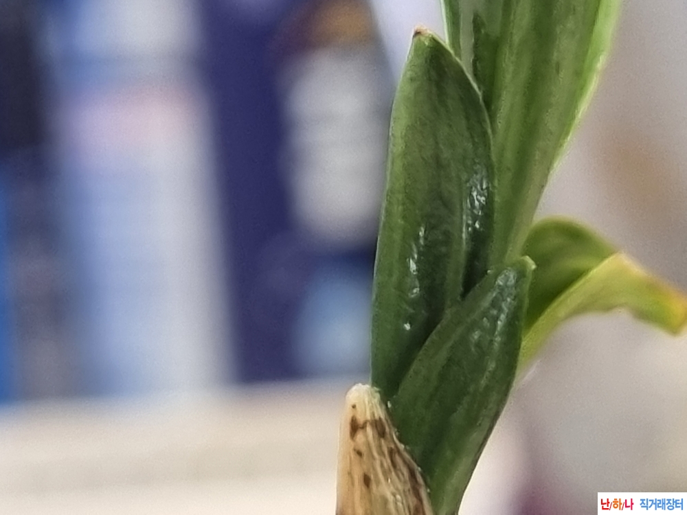 생강출발 소멸 서반단?