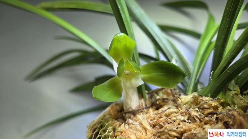 대륜소심(꽃4경)