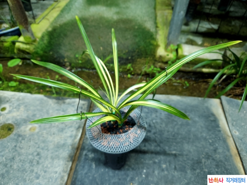 무명 웅장한 중압중투