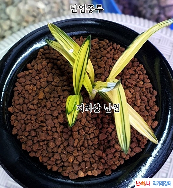 단엽호