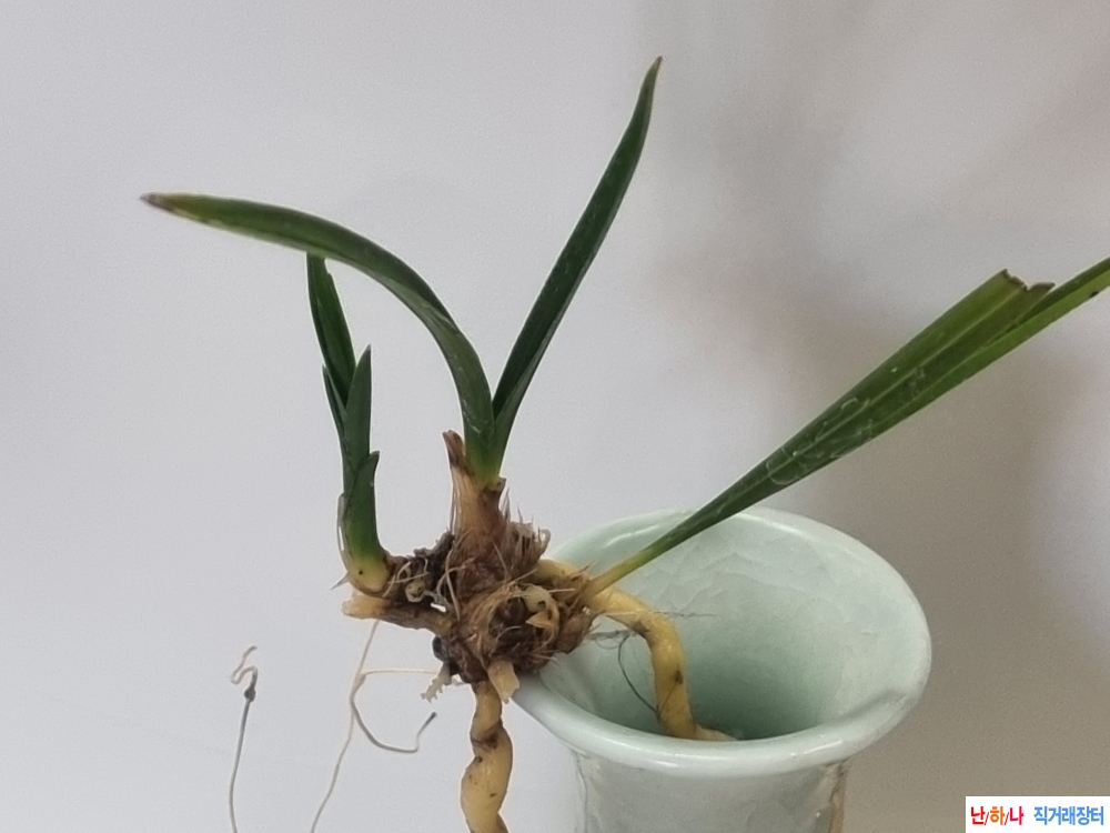 귀한종자 황금사산반 ?