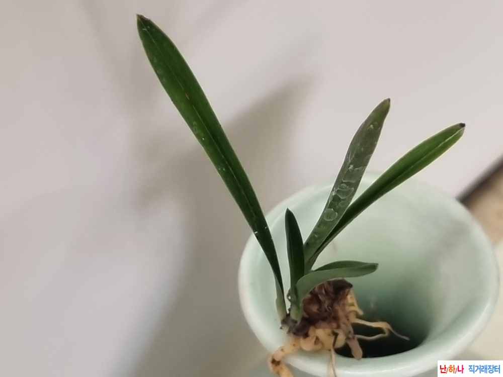 종자좋은 서반단엽