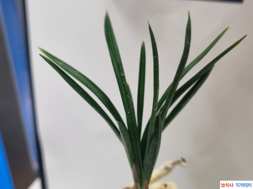 이쁜 두화변 단엽