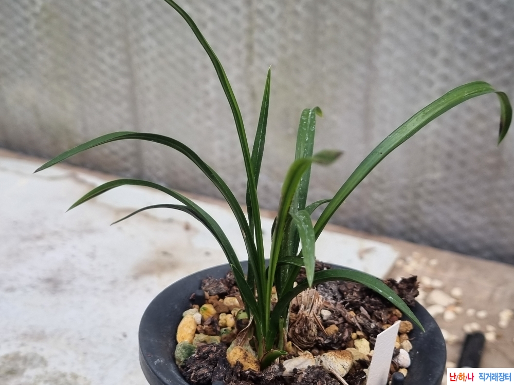 화형A급 중투화소심