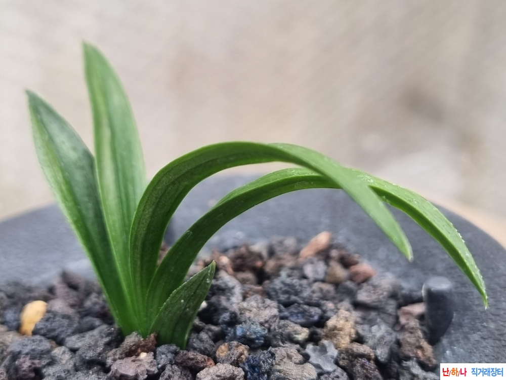 종자좋은 서반단엽