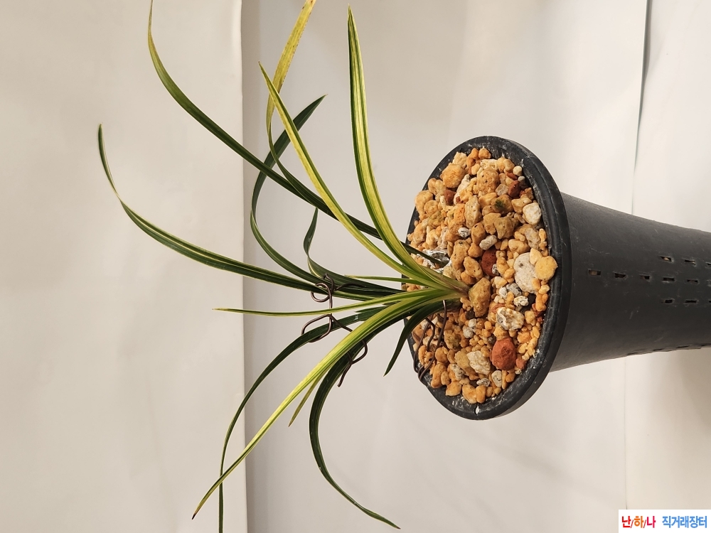 ,산채출발입변금계녹?