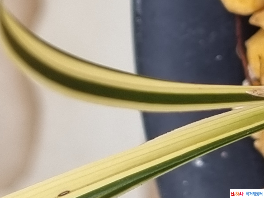 생강출발 특종자목 화?