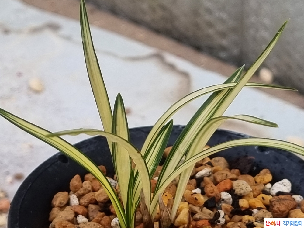 산채출발 아담한 입변 ?