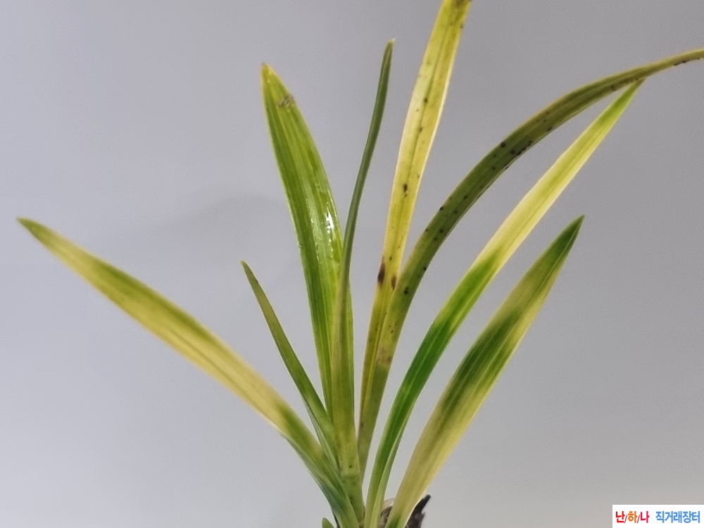 산채출발 두화변 입변?