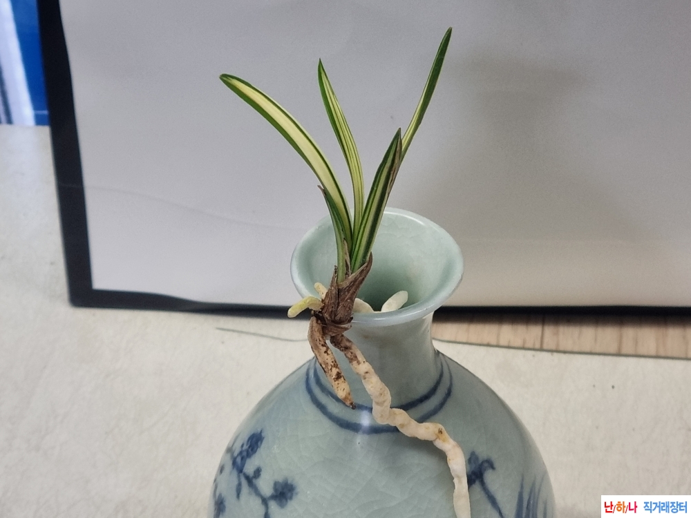 귀한계체 이쁜  단엽 ?