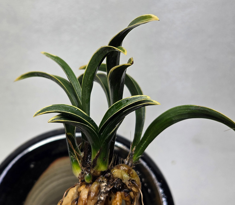 배불뚝이 짱짱한 신라 ?