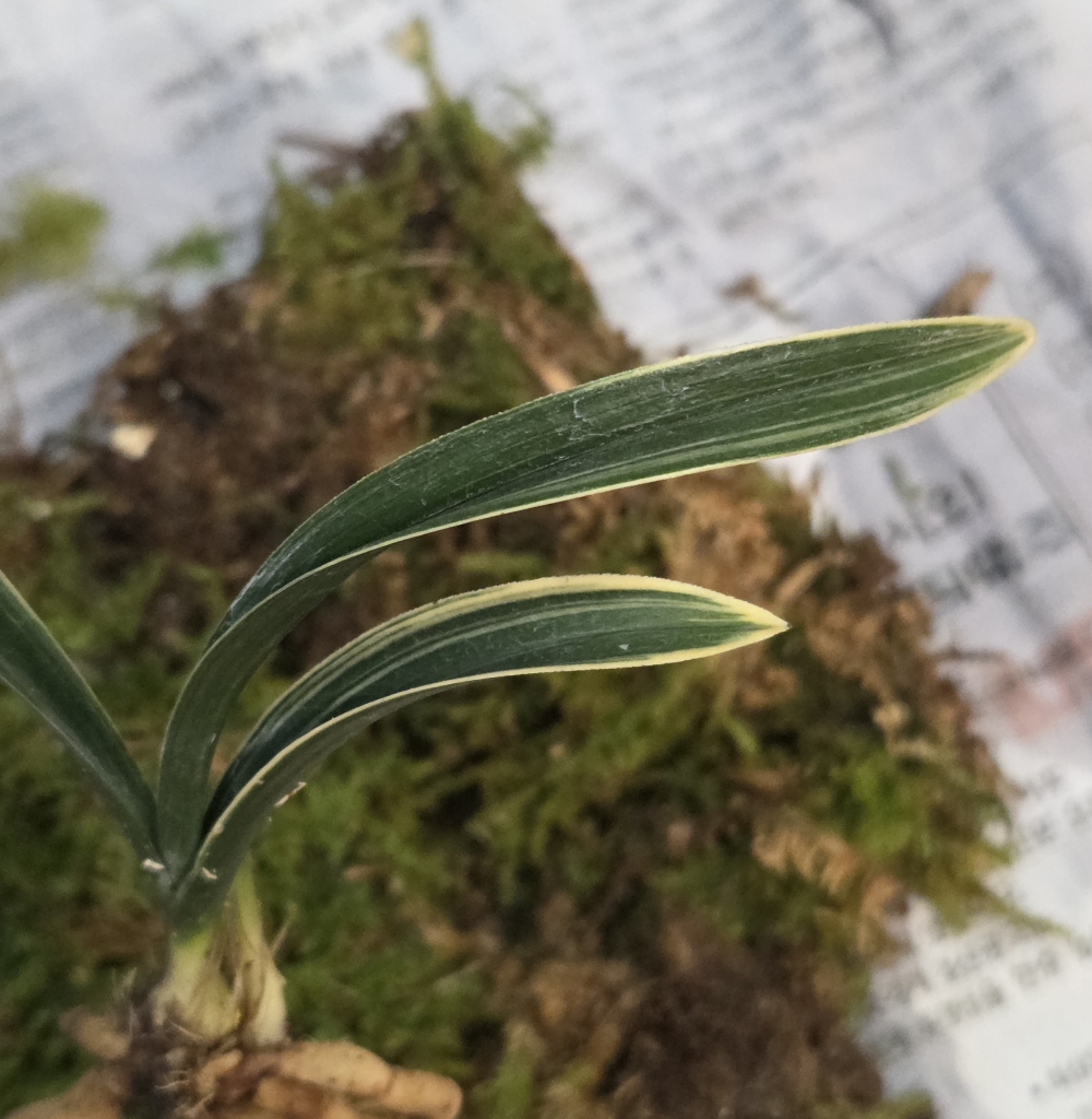 단엽복륜 신라 튼실 신?