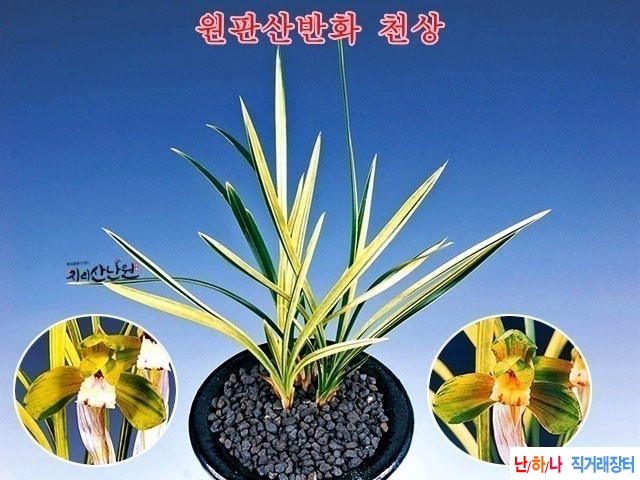 호복륜 (천상)~*