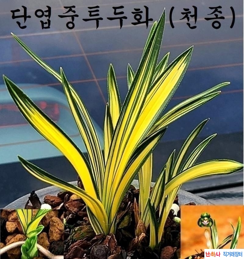 단엽중투 천종(무지촉)