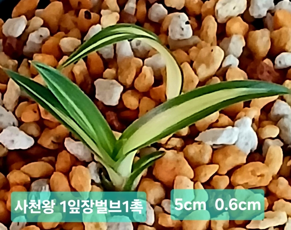 사천왕