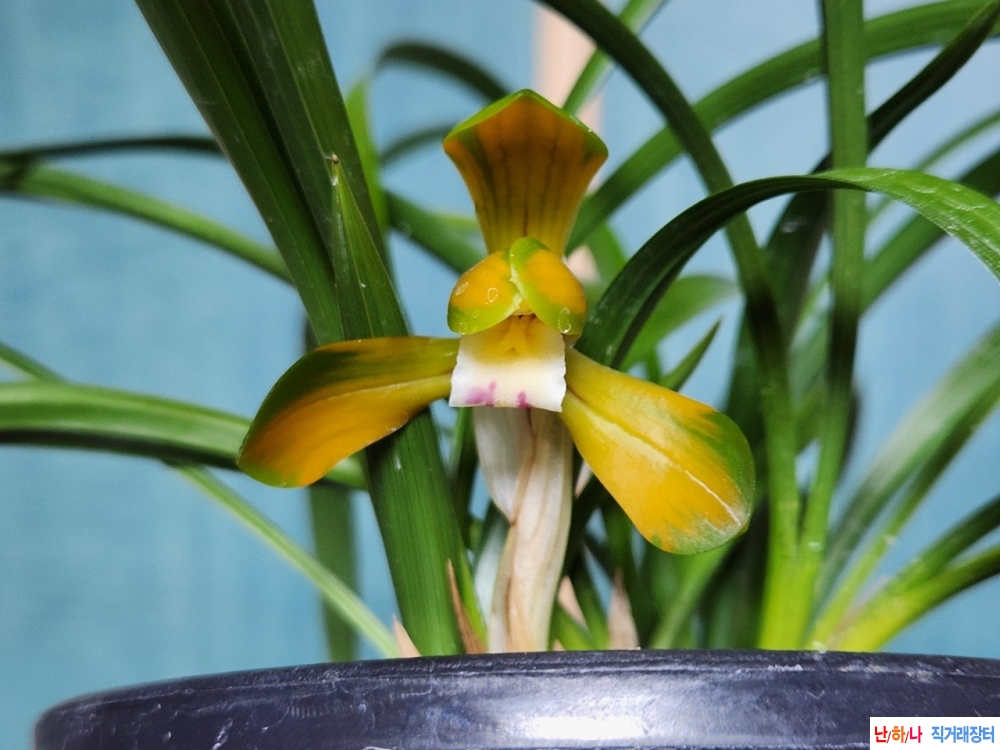 중투 복색화 (태극선)~*