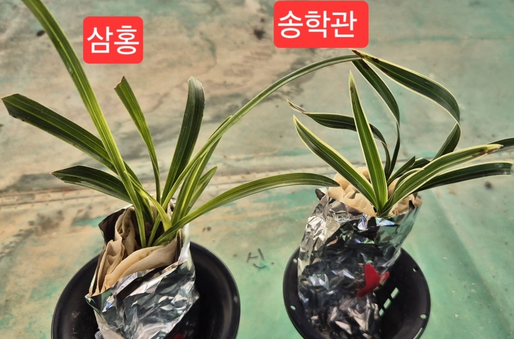 삼홍